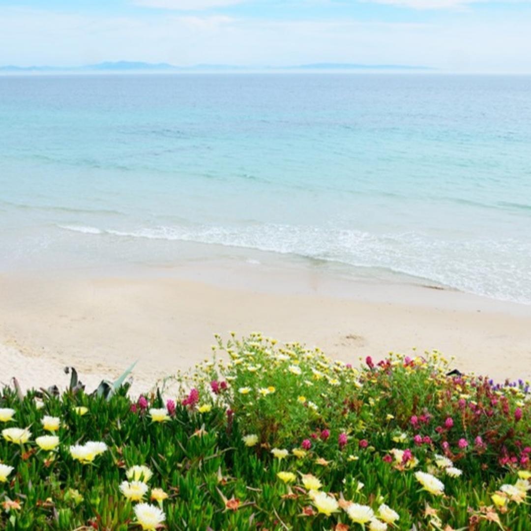 Coastal Bloom Collection