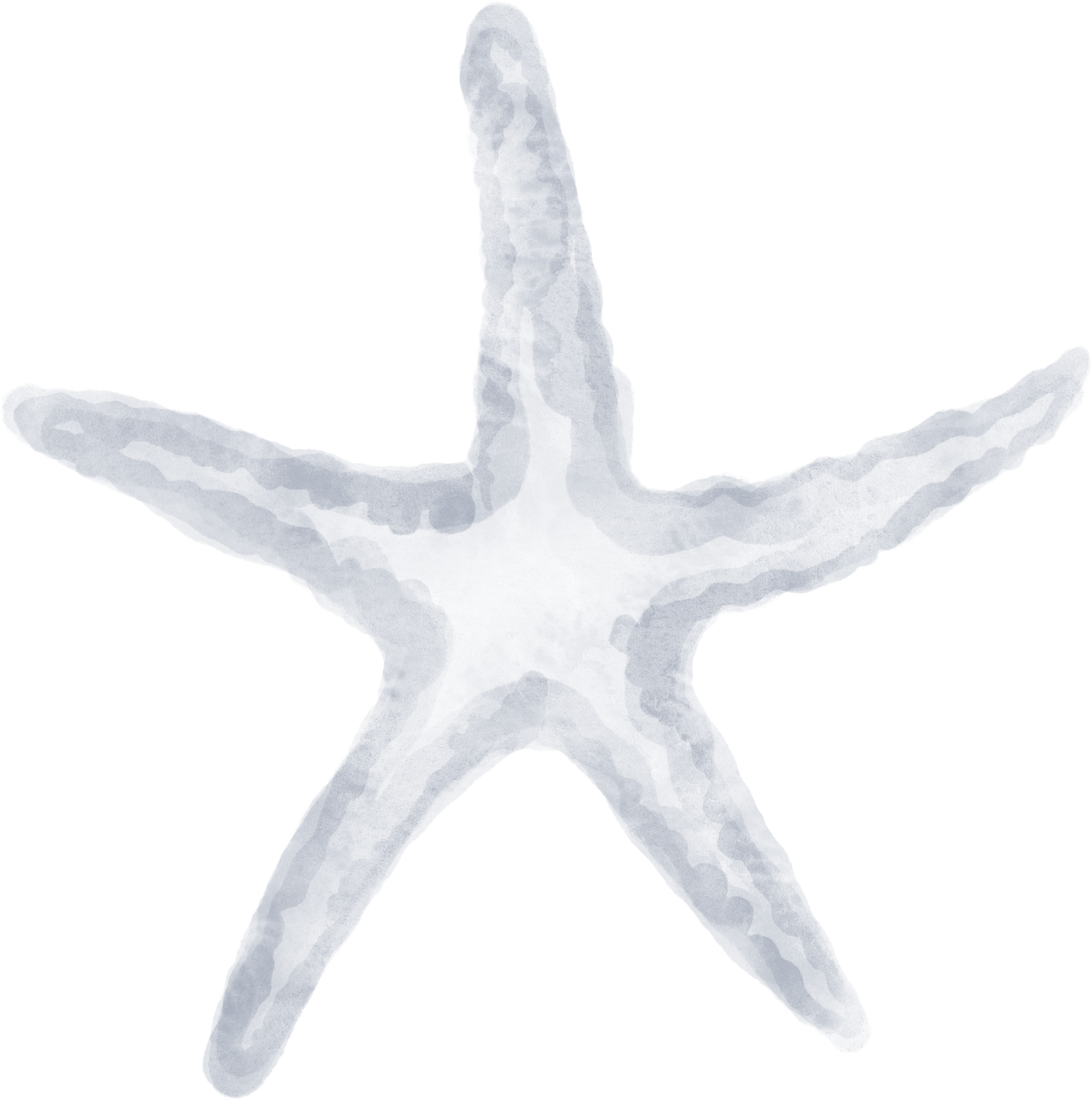 White starfish on a white background